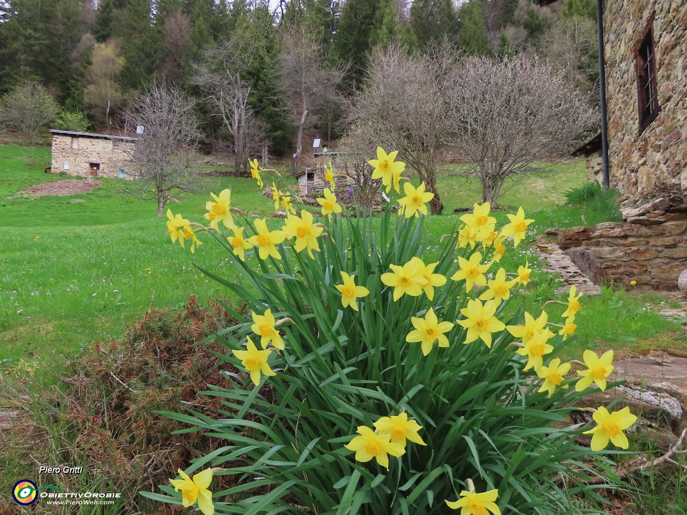70 Adornate da gialli narcisi.JPG